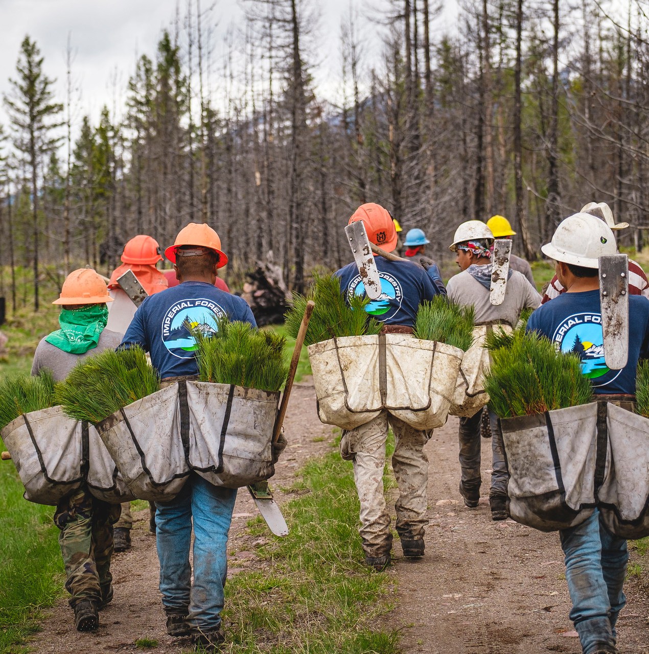 Leaked recordings detail a major environmental agency quietly gutting its workforce