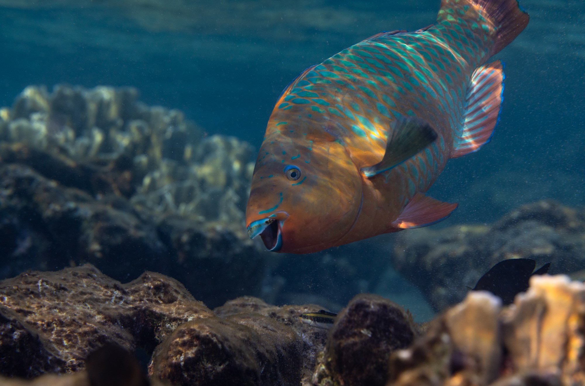 This awkward fish works harder than you