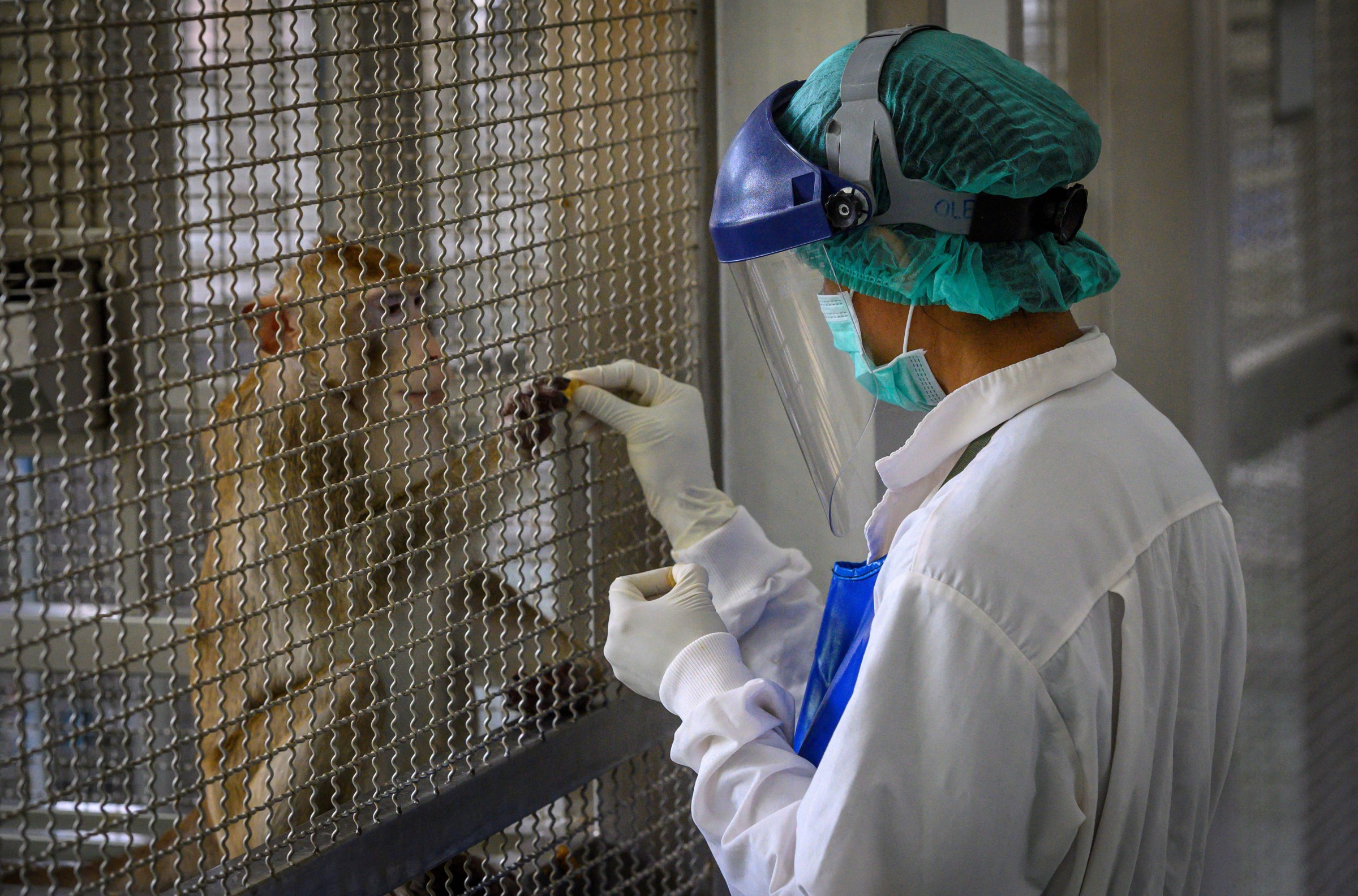 Animal testing, explained