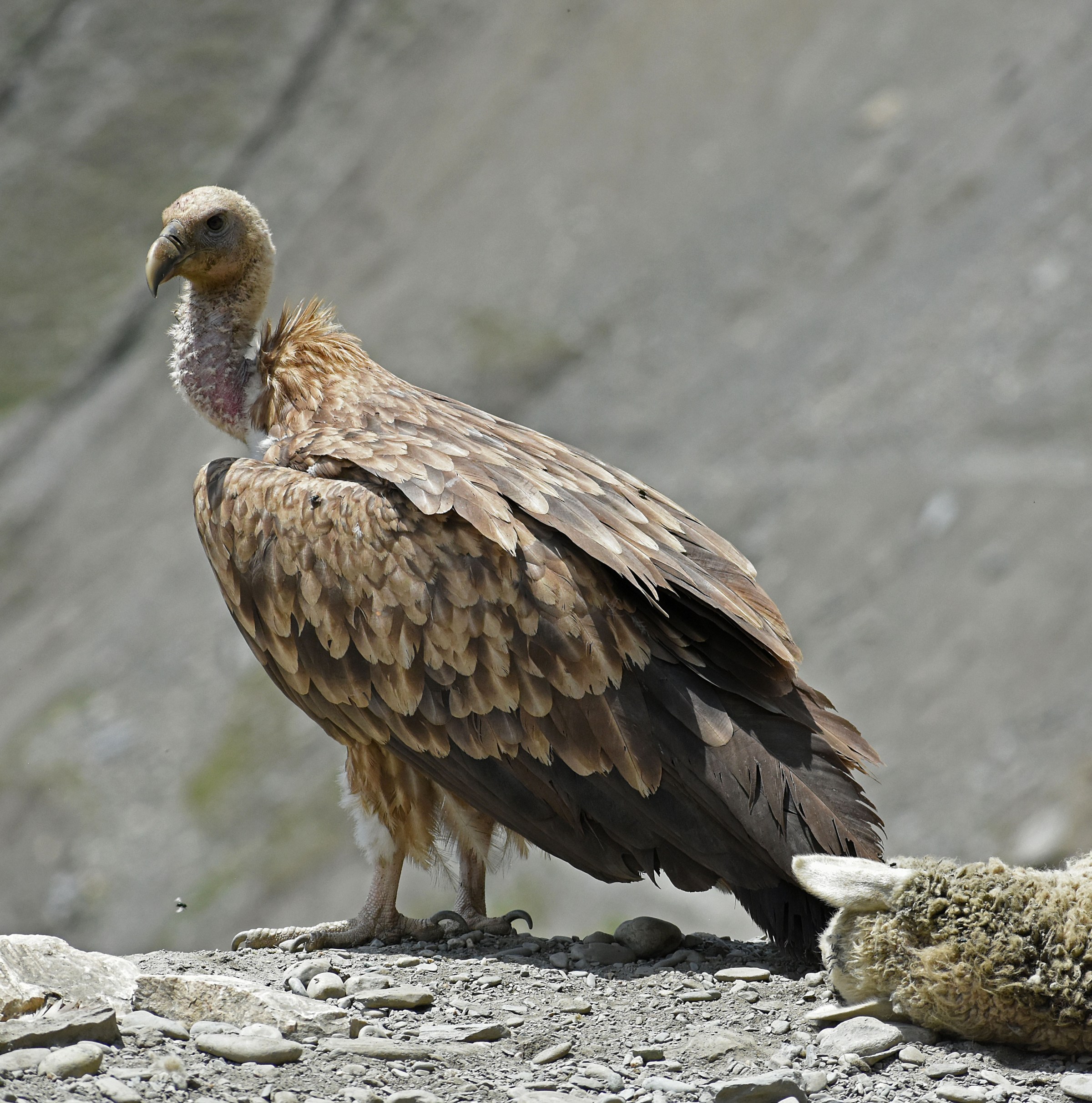 These reviled birds of prey literally save people’s lives