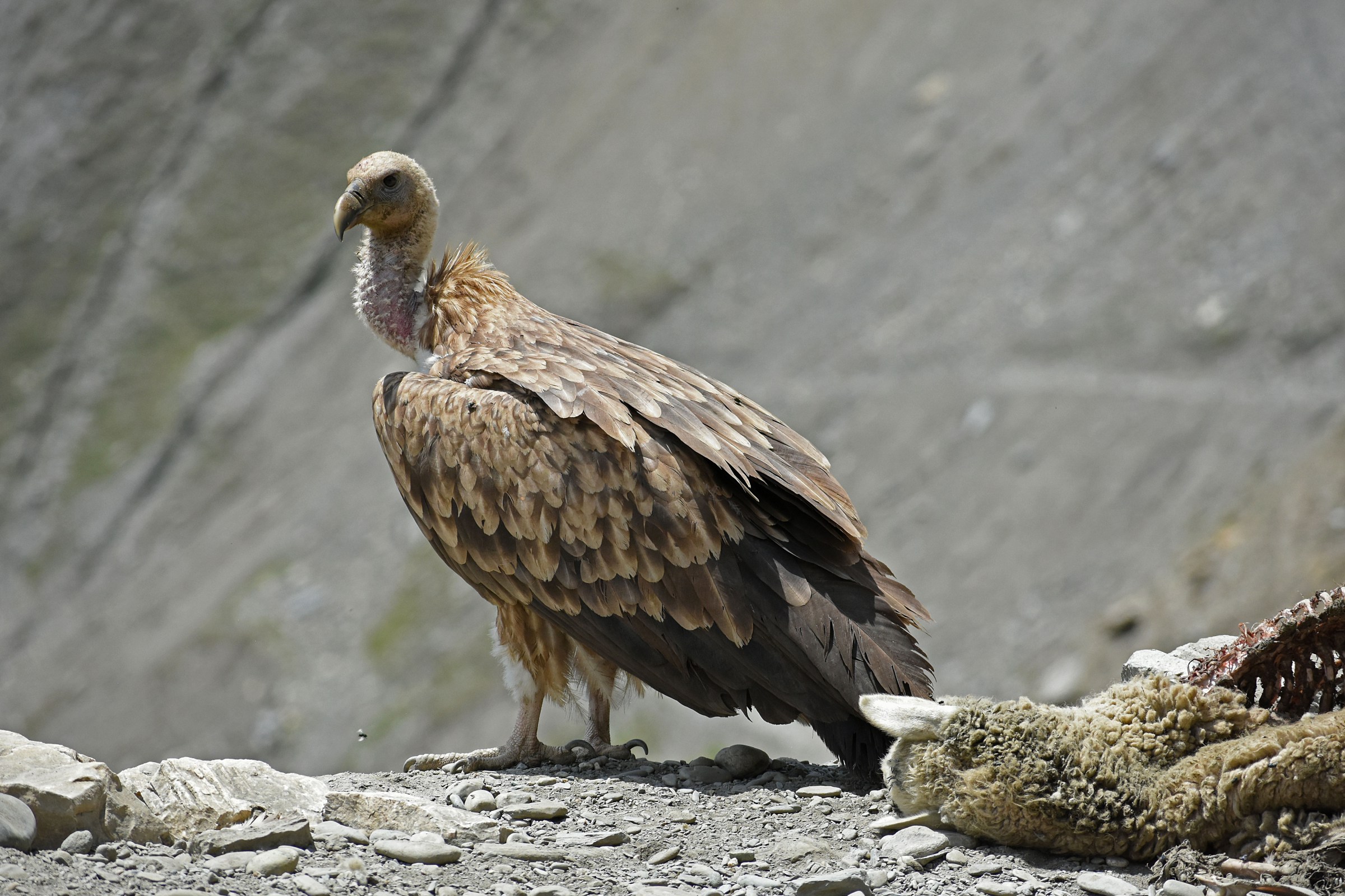 These reviled birds of prey literally save people’s lives