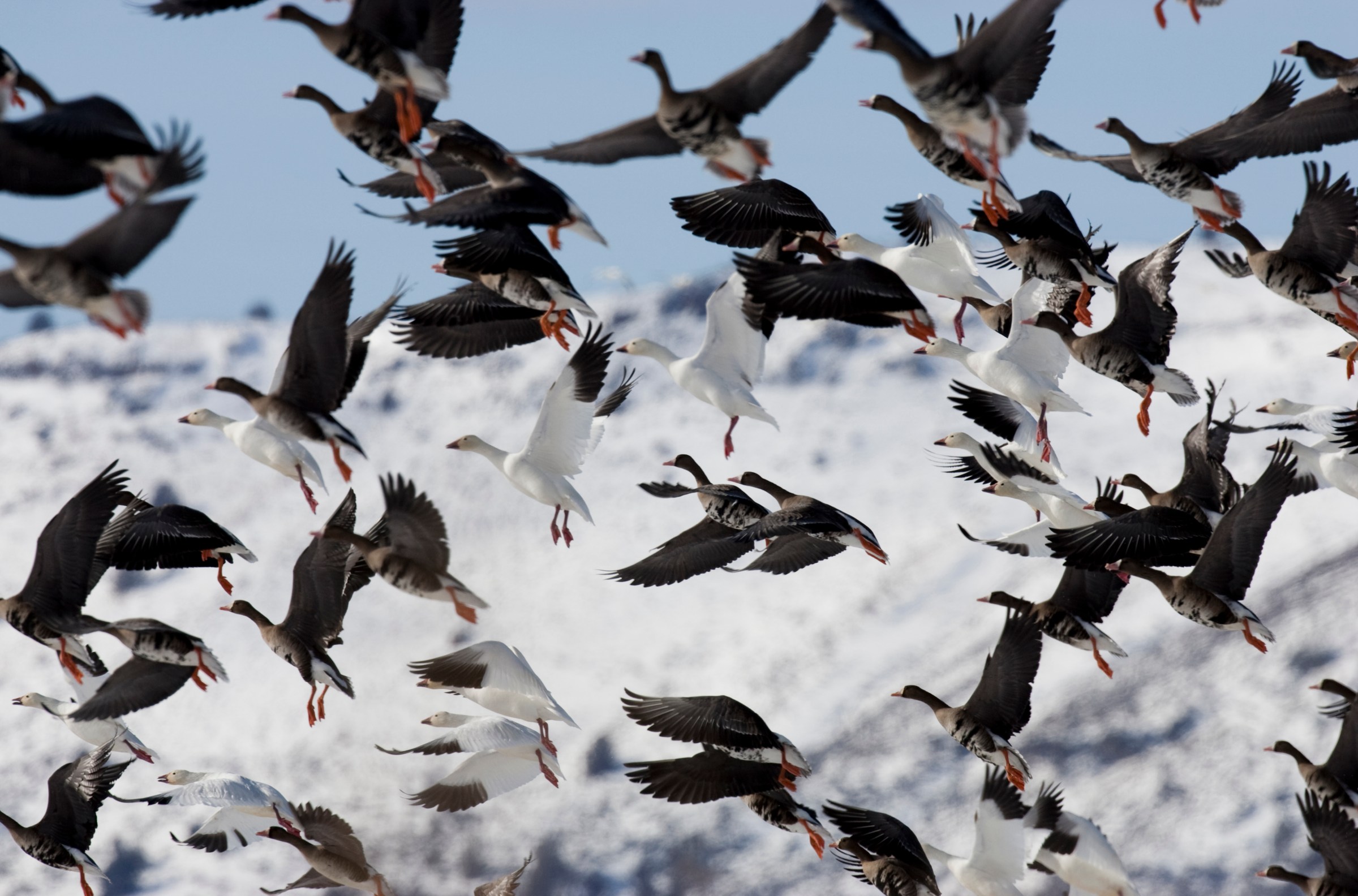 How an epic bird migration hinges on just one tiny insect