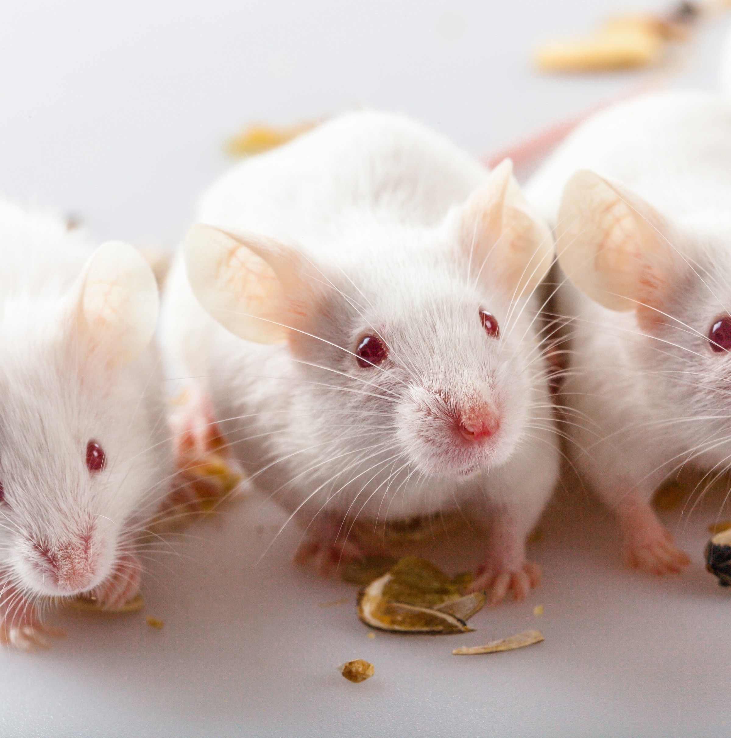 What went wrong with autism research? Let’s start with lab mice.