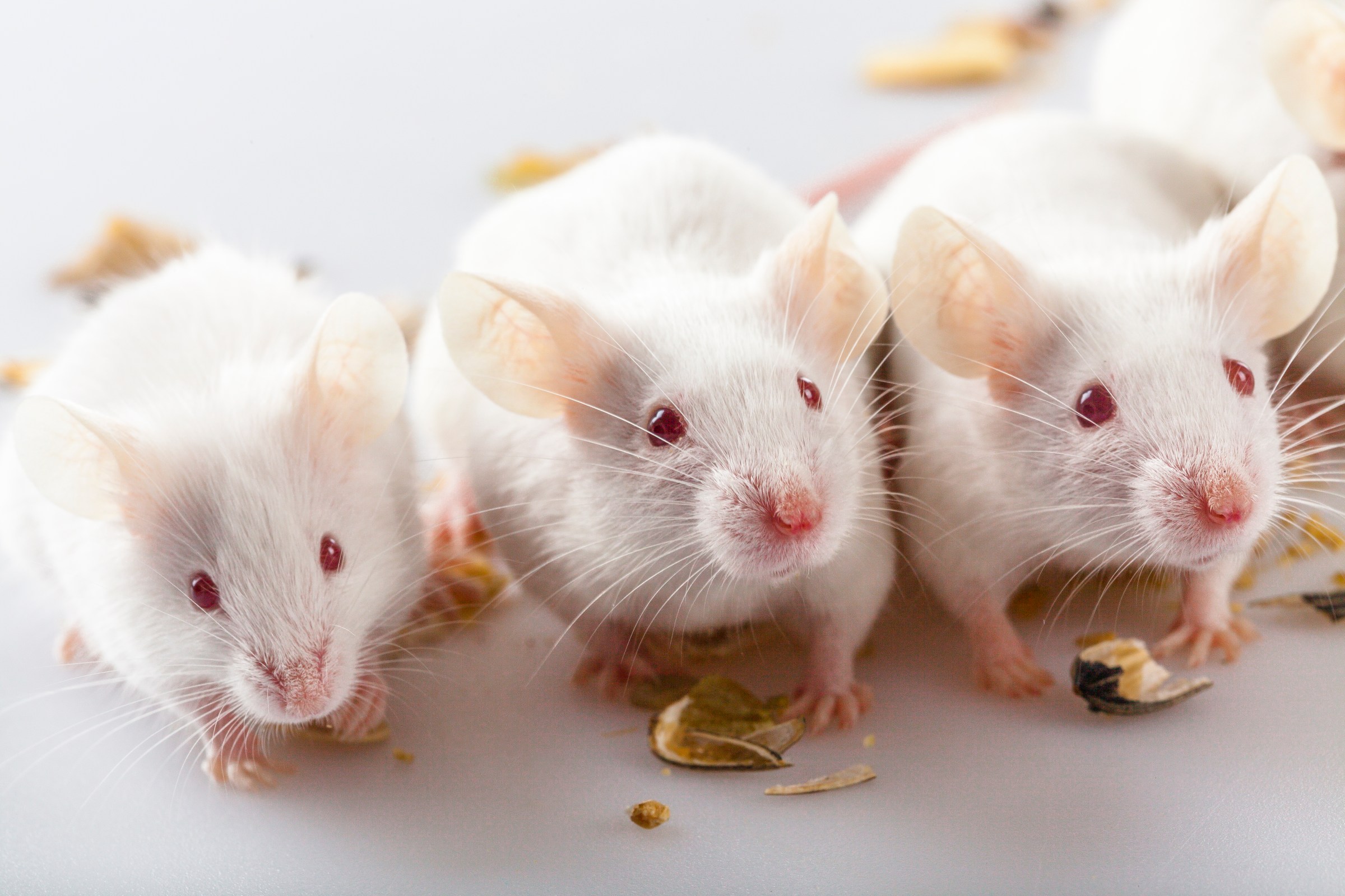 What went wrong with autism research? Let’s start with lab mice.