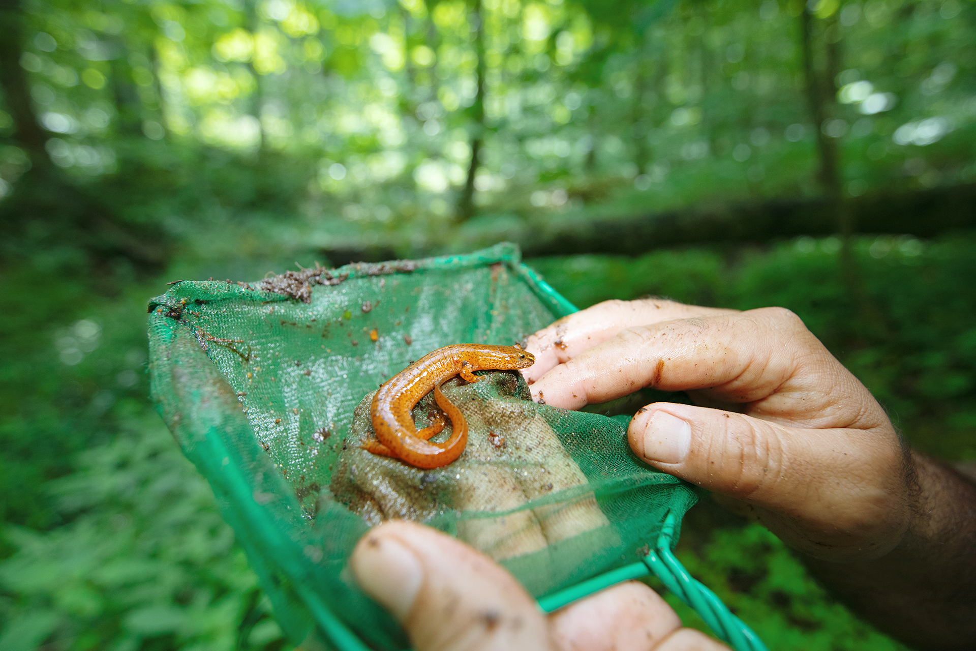 There’s a secret wildlife wonderland hidden in the US — and it’s in danger