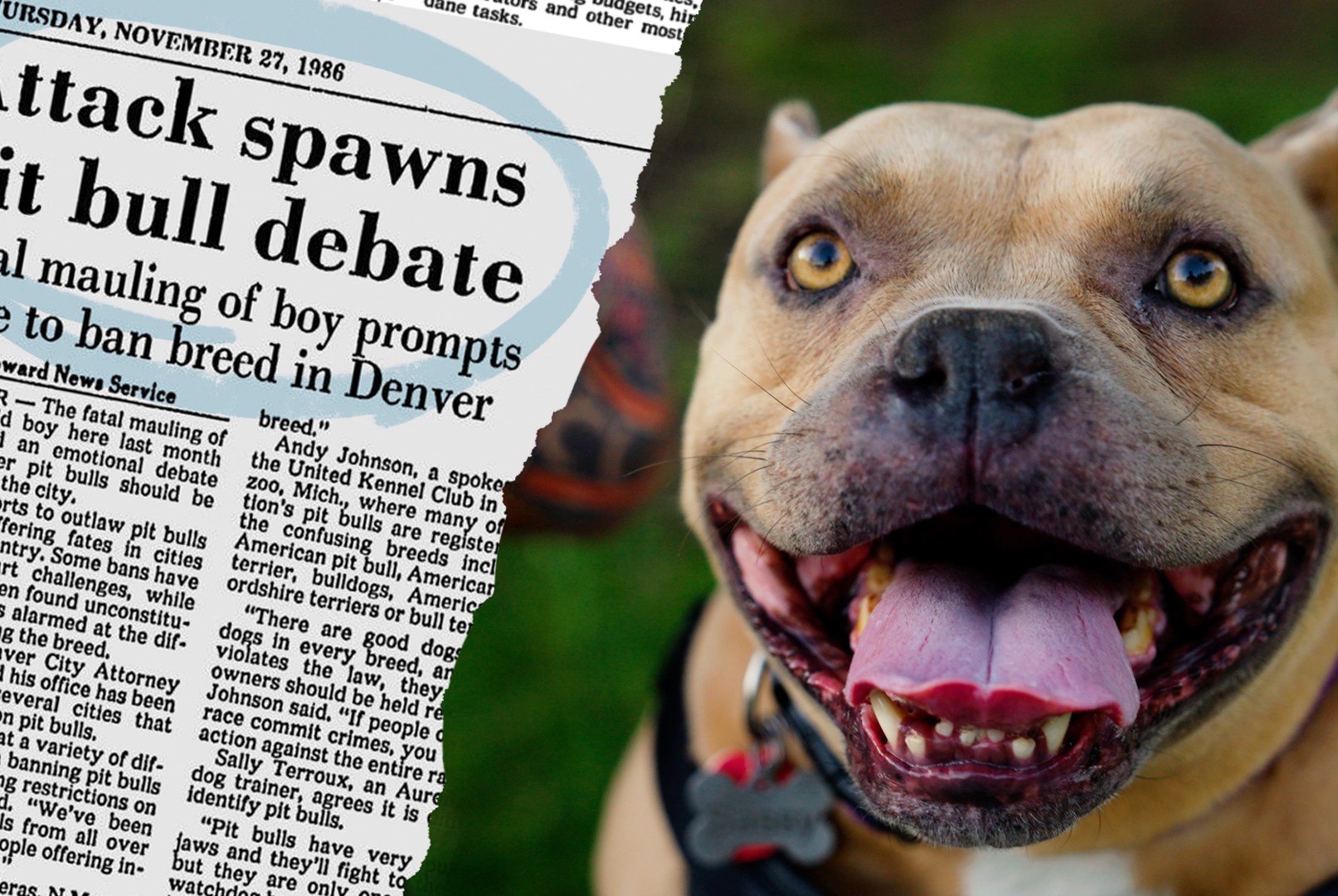 How pit bulls got a bad reputation